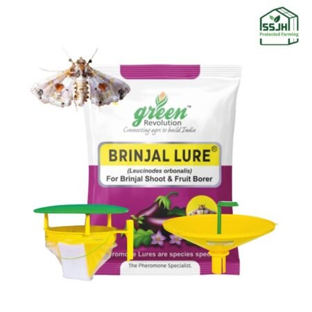 Brinjal Lure