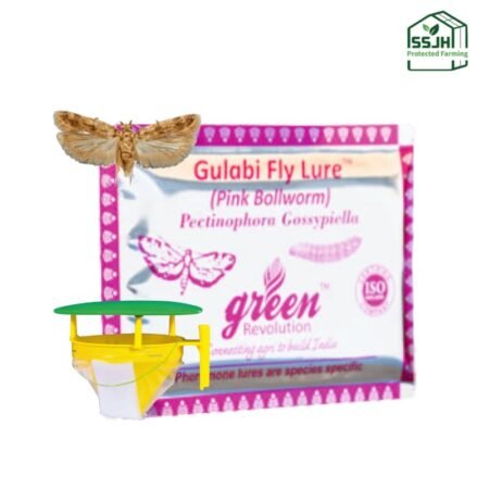 Gulabi Fly Lure