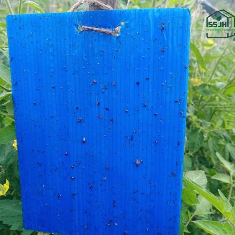 Yellow sticky pest trap by SSJH Protected Farming in a greenhouse catching flying insects