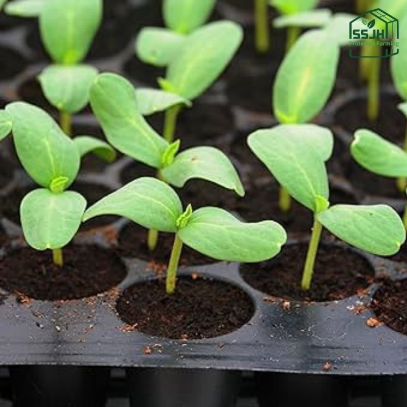 Top seedling trays for plant propagation in Botswana by SSJH Protected Farming Proprietary Limited