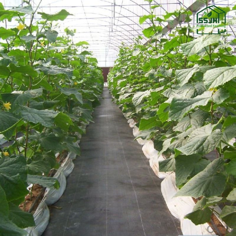 Best weed mat in Botswana by SSJH Protected Farming Proprietary Limited for farming and gardening solutions