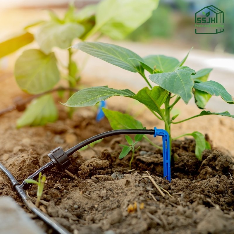 Drip irrigation system for greenhouse farming by SSJH Protected Farming Proprietary Limited ensuring efficient water use and sustainable crop growth.