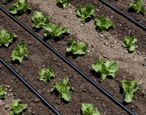 Drip irrigation system installed in a farm field for water-efficient crop production