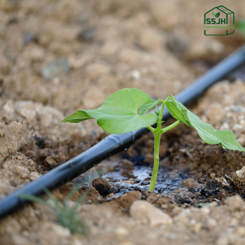 High-quality drip irrigation system for sustainable farming in Botswana by SSJH Protected Farming Proprietary Limited.