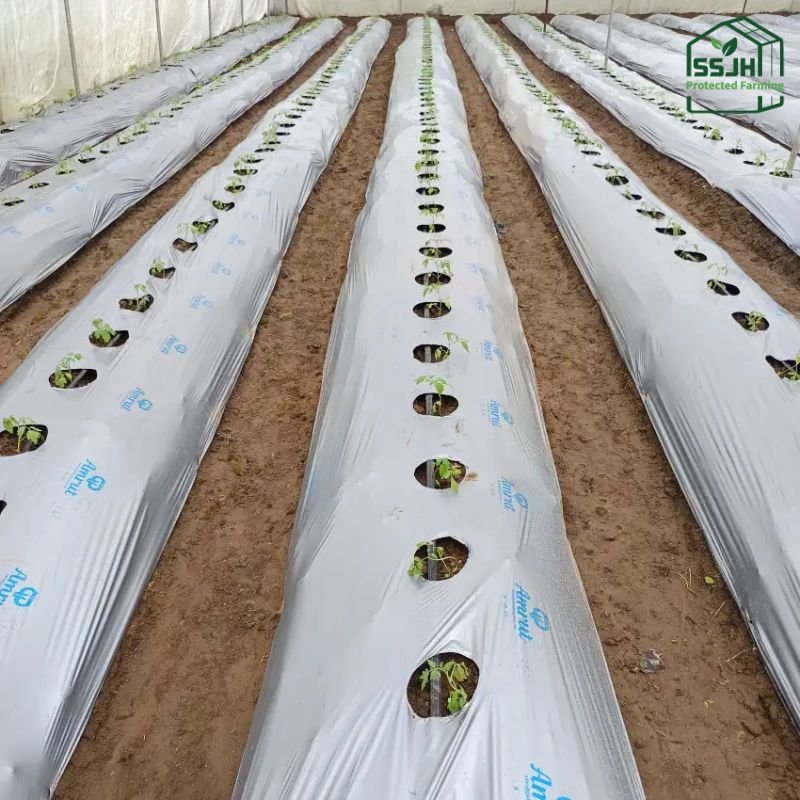 Mulching sheets by SSJH laid over a farm field for weed control and moisture retention