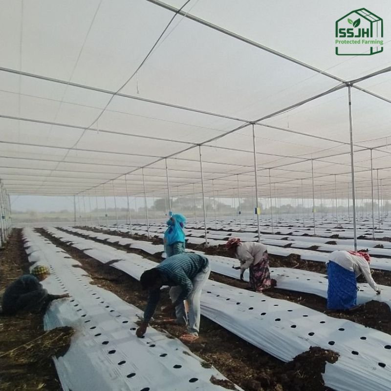 Agricultural mulching sheet used for weed control, moisture retention, and enhanced crop yield in Botswana farming practices.