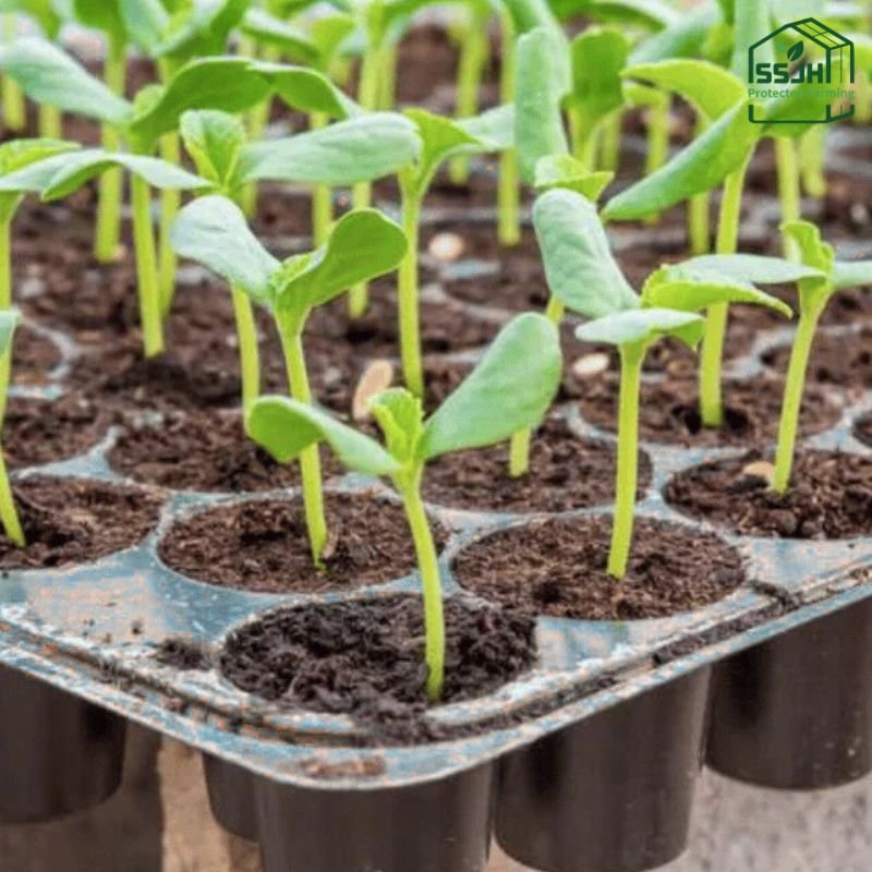 Seedling nursery tray for plant propagation by SSJH Protected Farming Proprietary Limited used in greenhouse farming