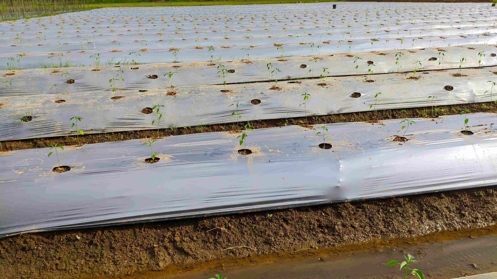 Black plastic mulching film applied on soil to retain moisture and control weeds in agriculture