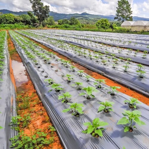 High-quality mulching film used in protected farming in Botswana