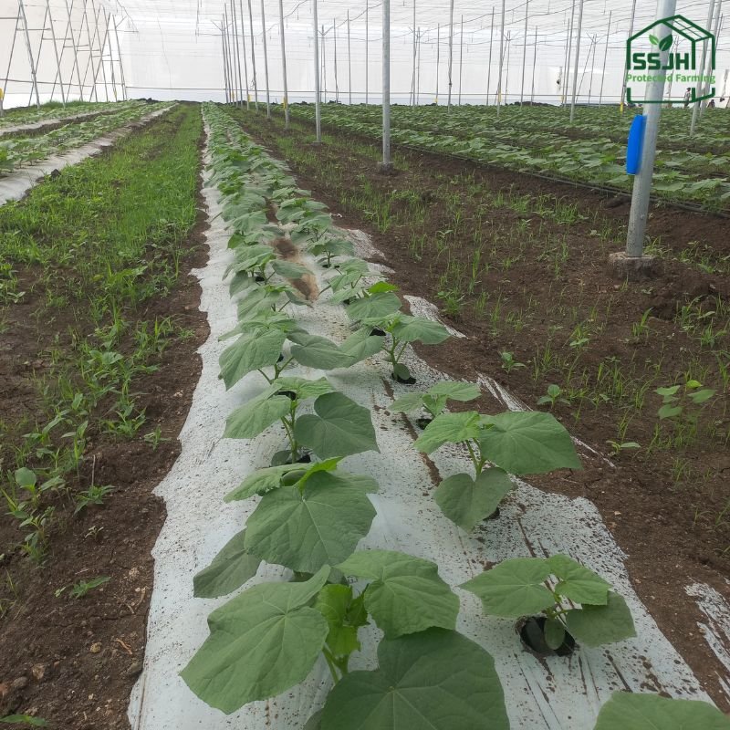 Leading Manufacturer of Mulching Sheet – SSJH Protected Farming Pvt. Ltd.