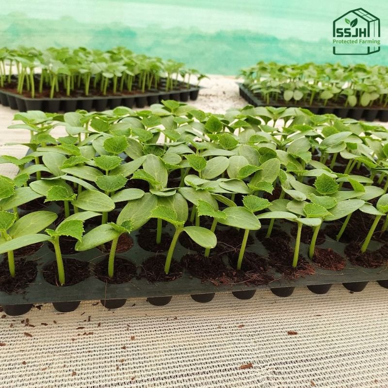 Best quality seedling trays by SSJH Protected Farming Proprietary Limited for plant propagation and nursery use