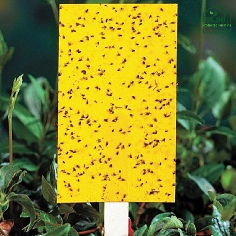 Best blue sticky trap in Botswana for greenhouse pest control by SSJH Protected Farming Proprietary Limited