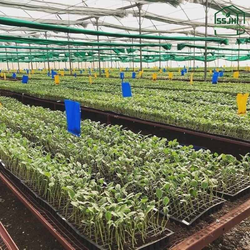 Yellow sticky trap in greenhouse used by SSJH Protected Farming to control insect pests naturally