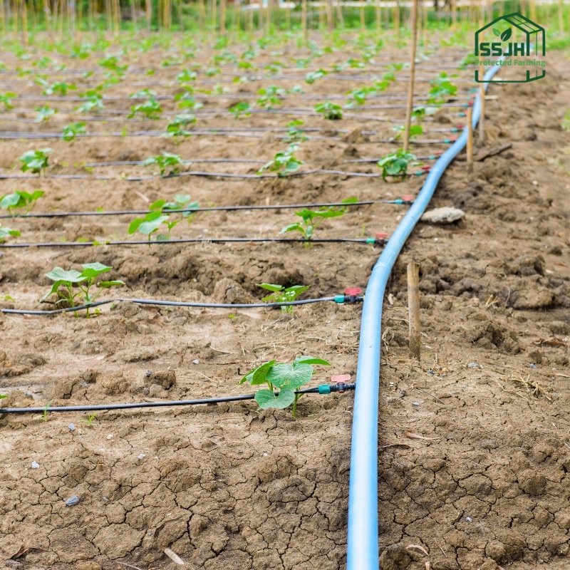Top irrigation system in Botswana by SSJH Protected Farming Proprietary Limited for sustainable and efficient agriculture