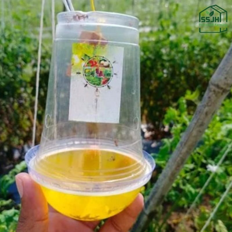 Fruit fly trap glass manufactured by SSJH Protected Farming Proprietary Limited in Botswana for eco-friendly pest control