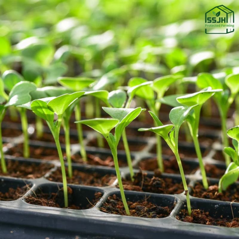 High-quality seedling trays manufactured by SSJH Protected Farming Proprietary Limited in Botswana for nursery and greenhouse use