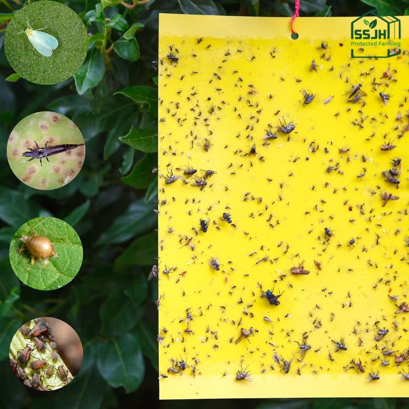 Yellow sticky pads for insect pest control in Botswana by SSJH Protected Farming Proprietary Limited
