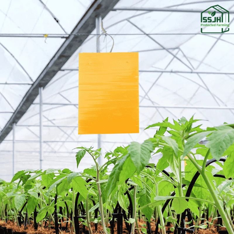 Sticky Pads by SSJH Protected Farming – Yellow insect traps for pest control in greenhouses and farms