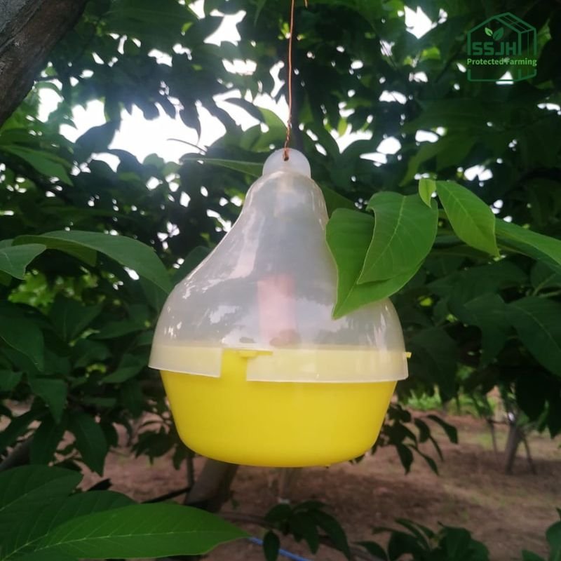 Maxplus Trap